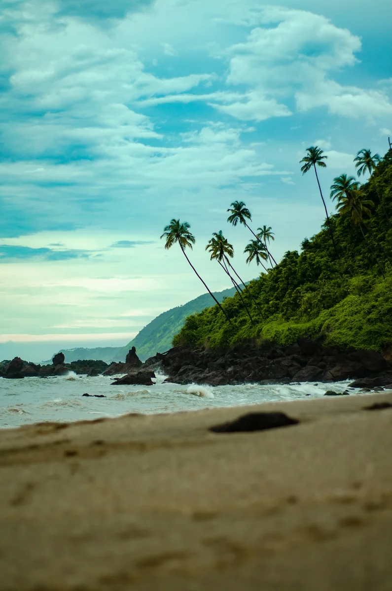 Palm-lined coastline in Goa